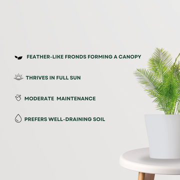 Pygmy Date Palm plant